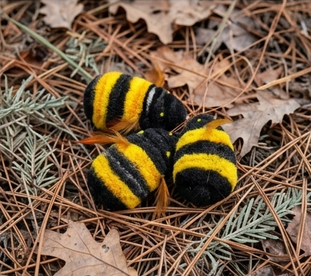 Asali Bee